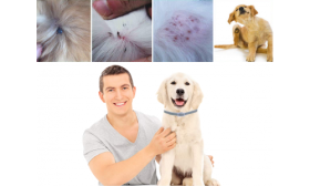 Natürliches Floh- und Zeckenhalsband für Hunde Glücklicher Hundebesitzer und Hund mit Flohhalsband, zeigt die Wirksamkeit gegen Hautirritationen und Befall.