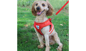 Rote reflektierende Hundegeschirrweste mit passender Leine, leicht, atmungsaktives Gewebe für bequeme und sichere Passform.