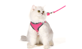 Rosa reflektierende Katzen-Geschirrweste mit passender Leine, verstellbar und leicht, 140cm Leine, hochwertiges Nylon.