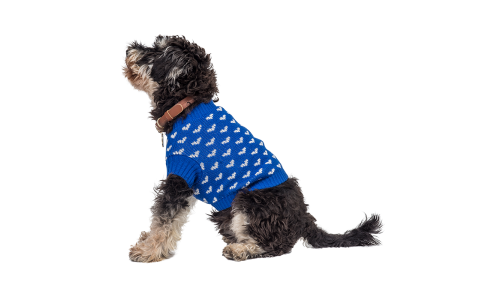 Hund trägt einen gemütlichen blauen Pullover mit weißen Herzmustern, perfekt für Wärme und Stil in kälteren Jahreszeiten.