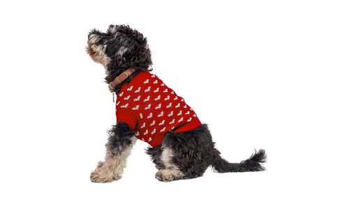 Hund trägt einen gemütlichen roten Pullover mit weißen Herzmustern, perfekt für Wärme und Stil in kälteren Jahreszeiten.