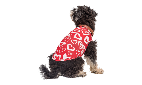 Hund trägt ein rotes Valentinstag-Geschirr mit rotem und weißem Herz, als festliches und stilvolles Outfit für Welpen.