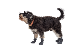 Sport Hundeschuh Socken Set aus vier Hundeschuhsocken in Grau mit rutschfesten Sohlen, leicht, aus leicht zu reinigendem Material.