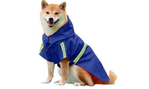 Shiba Inu in blauem Regenmantel mit reflektierenden Streifen, einfach an- und auszuziehende Riemen, für Spaziergänge.