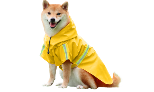 Shiba Inu in gelbem Regenmantel mit reflektierenden Streifen, einfach an- und auszuziehende Riemen, für Spaziergänge.