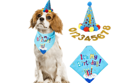 Blaues Hundebirthday-Set mit buntem 'It's My Birthday!' Bandana, weich und langlebig.