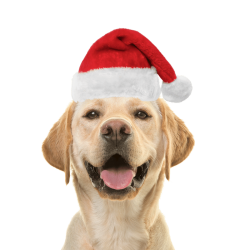 Weihnachtsmannmütze für...