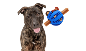 Interaktiver Futterball für Hunde – Kauspielzeug aus Gummi zur Beschäftigung Interaktiver Futterball für Hunde – Kauspielzeug aus Gummi zur Beschäftigung