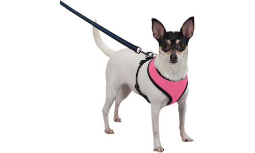 Hund trägt ein pinkes Mesh-Hundegeschirr, leicht, an einer Leine befestigt, zeigt die Passform und den Komfort des Geschirrs.