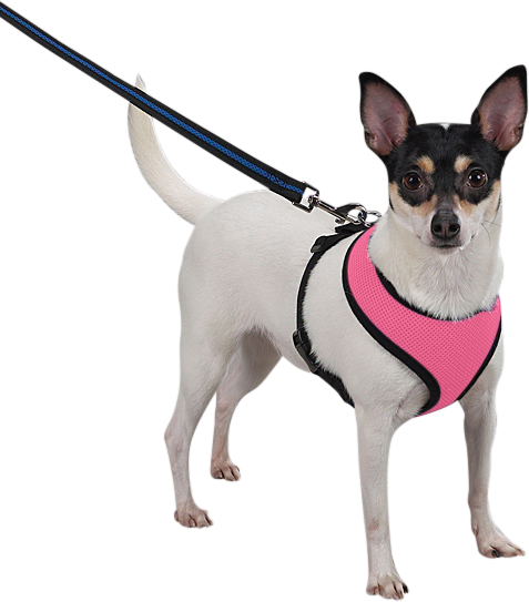 Hundegeschirr Hund trägt ein pinkes Mesh-Hundegeschirr, leicht, an einer Leine befestigt, zeigt die Passform und den Komfort des Geschirrs.