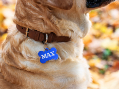 Halte dein Haustier mit Hundemarken sicher: Warum eine personalisierte Hundemarke unverzichtbar ist