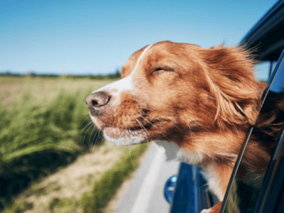 Das Wichtigste für Urlaub mit Hunden (Reise mit hund): Verlasse dein Ferienhaus nicht ohne dieses Zubehör für Haustiere