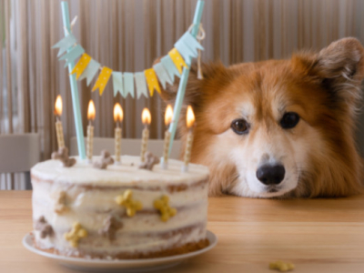 Geschenk für Hund: Hunde Geschenkideen für Geburtstage und mehr