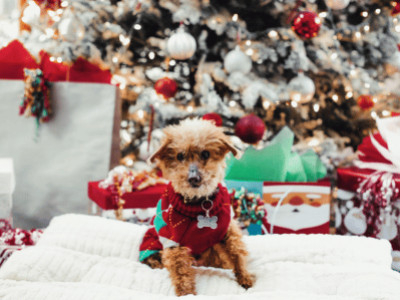 Weihnachtsabenteuer: Ein freundlicher Urlaub mit Hund