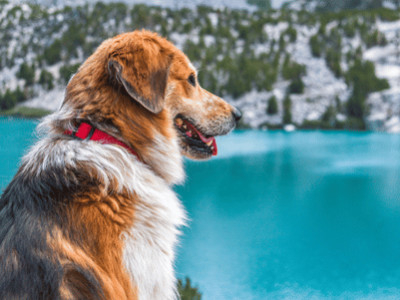 Winterbedarf für Hunde: Vorbereiten auf das kalte jahreszeit Wetter